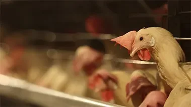 زنجیره کاسپین طلایی چیکا 